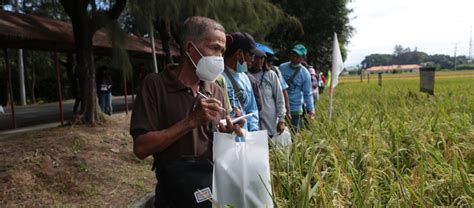 nsic rc 508 rice variety characteristics|More Ilocano farmers to adopt MMSU rice varieties.